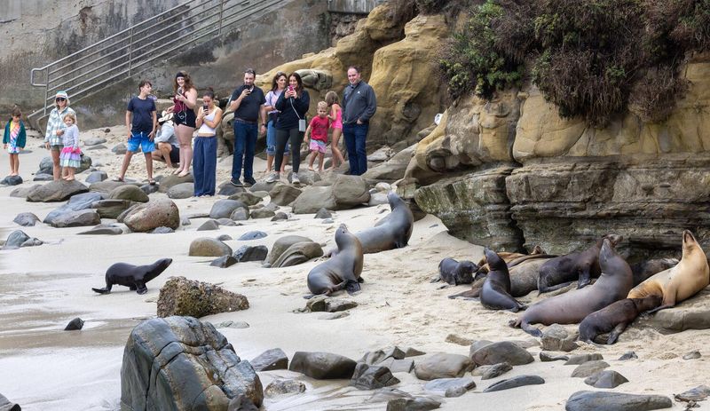 18 California Spots Locals Try To Avoid - Decor Hint La Jolla Cove