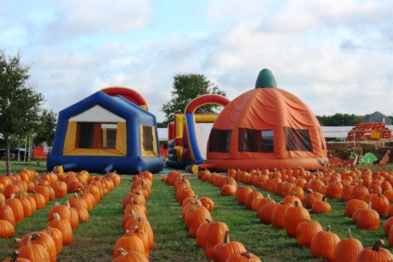 Texas Spots Known For Fresh Cider Donuts - Decor Hint The Flower Mound Pumpkin Patch