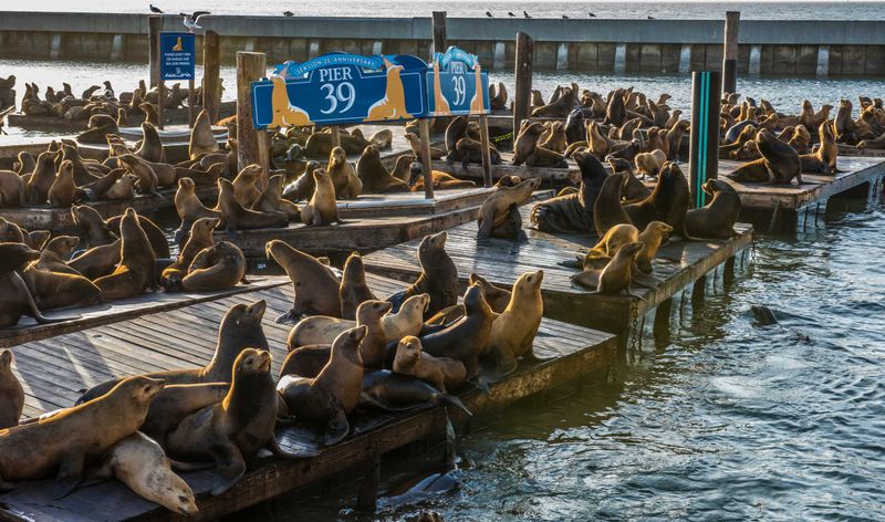 18 California Spots Locals Try To Avoid - Decor Hint Pier 39, San Francisco
