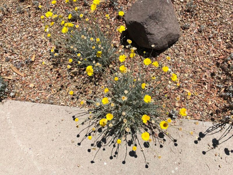 Hardy Arizona Flowers That Keep Blossoming When Temps Drop - Decor Hint Desert Marigold