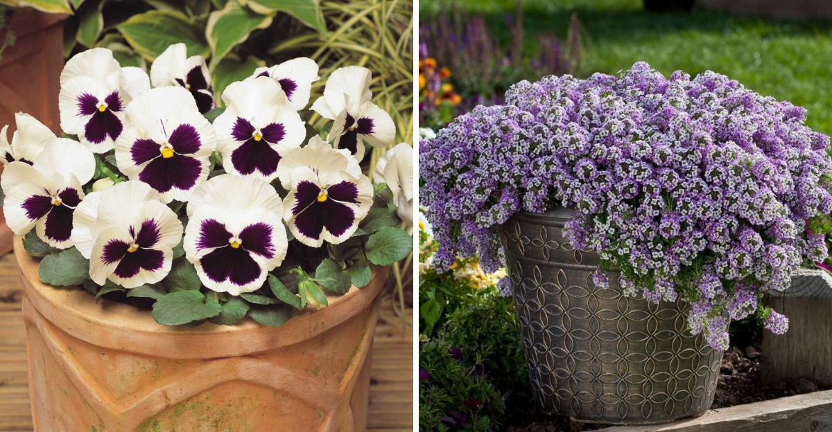 Hardy Arizona Flowers That Keep Blossoming When Temps Drop - Decor Hint