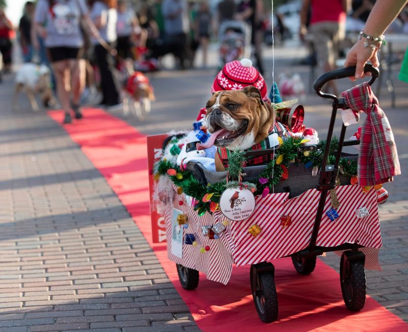 Orlando's 50 Festive Holiday Events You Can Attend For Free - Decor Hint Holiday Pet Parades
