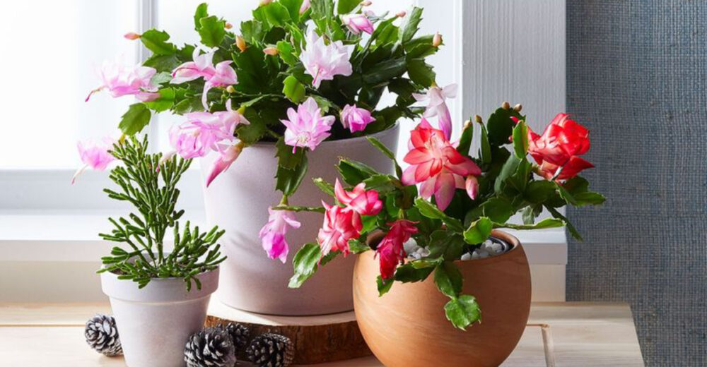 How Christmas Cactuses Became New Yorks Favorite Small Space Holiday Decor - Decor Hint