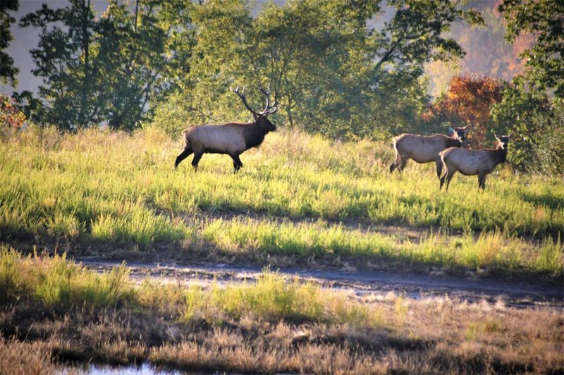 Communities Embraced Elk As Symbols Of Hope