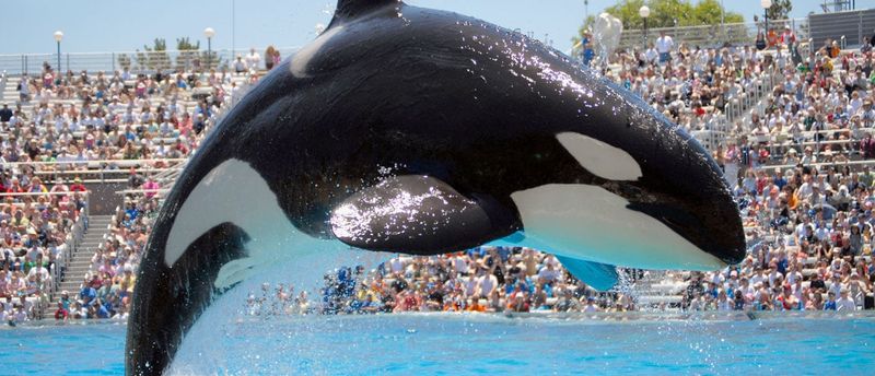 Top Things To Do In Southern California - Decor Hint SeaWorld San Diego