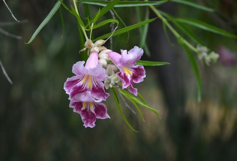 16 New Mexico Flowers That Thrive In The Desert Sun And Make Any Yard Look Luxurious - Decor Hint Desert Willow