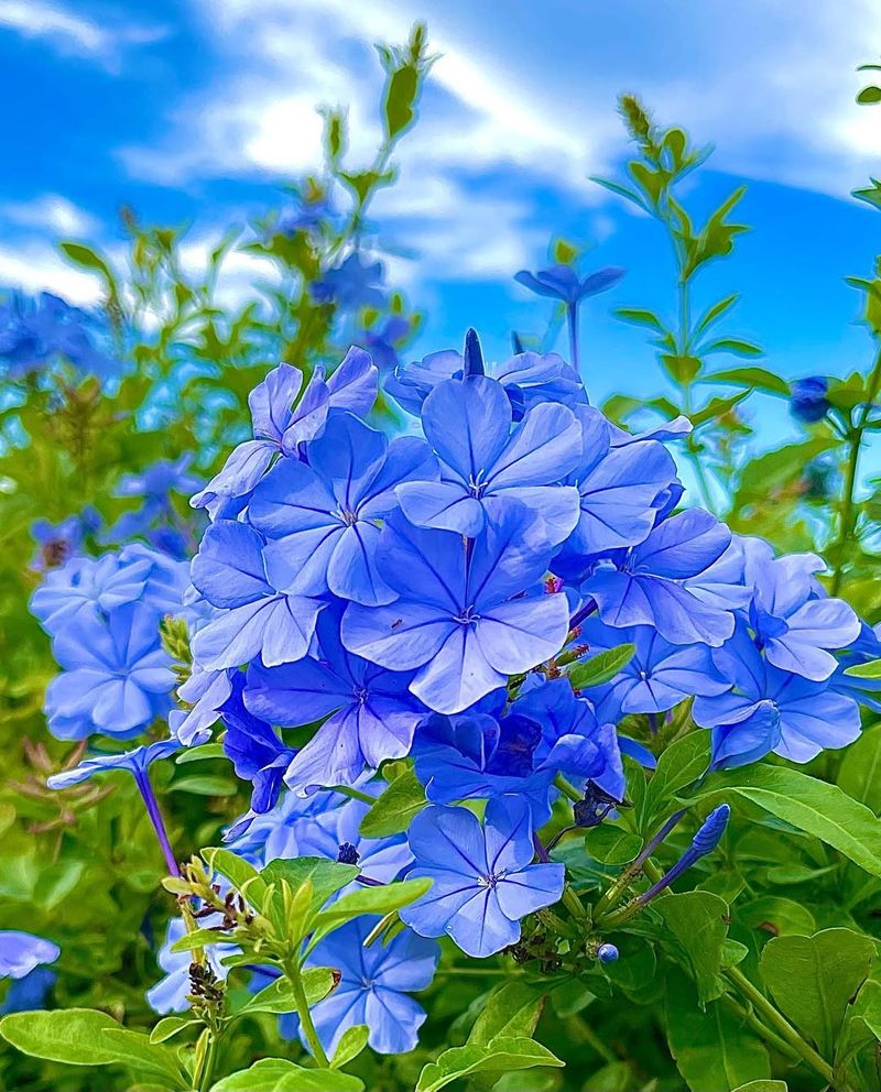 Plumbago