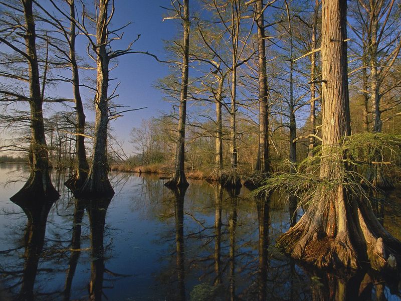 Reelfoot Lake State Park