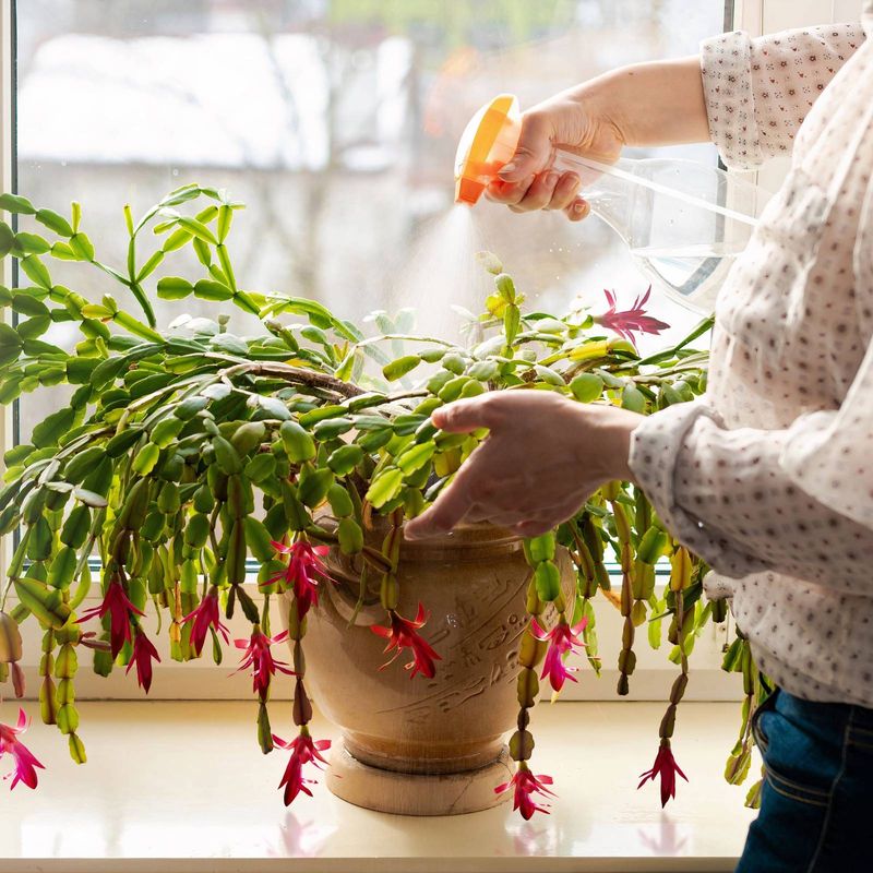 Easy Christmas Cactus Tips That Guarantee Blooms Before Holiday Guests Arrive - Decor Hint Adjust Your Watering Schedule During Bud Setting