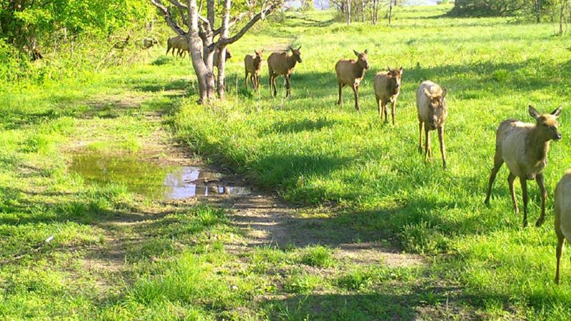 Over 10,000 Elk Now Roam Kentucky
