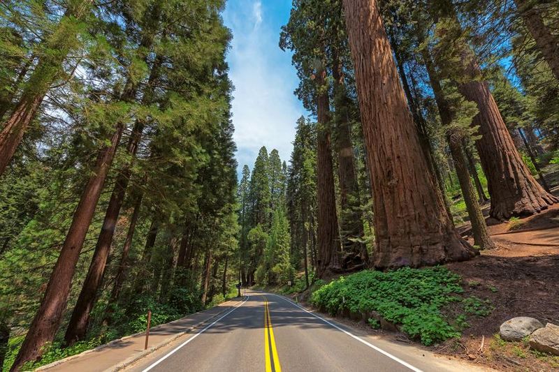 10 Unforgettable Scenic Drives Through California's National Parks - Decor Hint Redwood Highway Through Redwood National Park