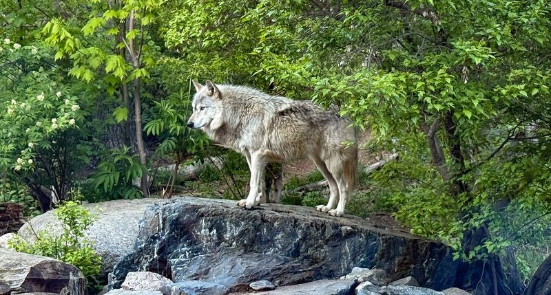 International Wolf Center