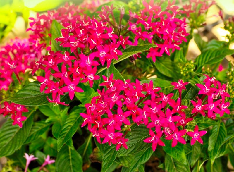 Pentas