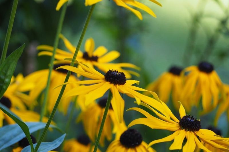14 Texas Flowers That Survive The Heat And Make Any Yard Look Pricier - Decor Hint Black-Eyed Susan