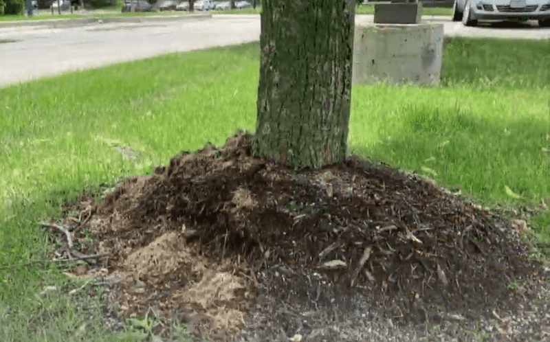 Create Natural Mulch Beds