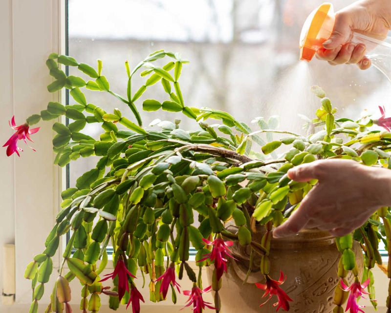 Arizona's Christmas Cactus Trend Is Back With Blooms Ready By Thanksgiving - Decor Hint Humidity Tricks for Dry Climates
