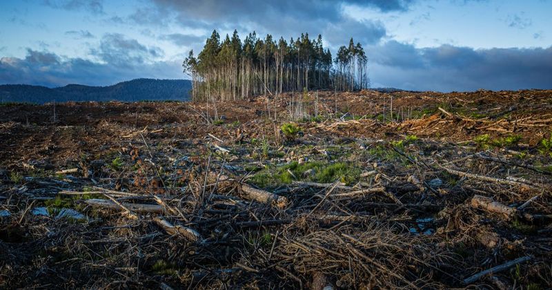 This Forgotten North Carolina Ghost Town Was Once A Bustling Logging Village Lost To Time - Decor Hint Economic Decline As Timber Resources Disappeared