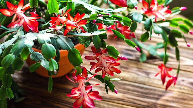 Gift-Worthy And Gorgeous: Why The Christmas Cactus Is Trending In Georgia Homes - Decor Hint Comfortable in Your Home's Temperature