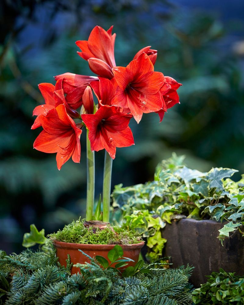 Tennessee's New Holiday Décor Trend Combines Christmas Cactus And Amaryllis For A Beautiful Indoor Look - Decor Hint Vertical Height Adds Dimension To Displays