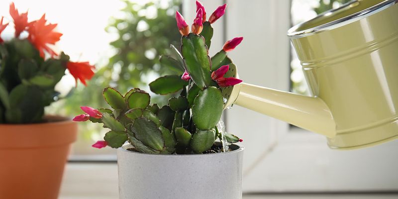 Watering Without Overdoing It