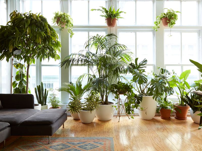 19 Once Hot New York Design Trends Now Fizzling Out Here's What's Replacing Them - Decor Hint Fiddle Leaf Fig Trees
