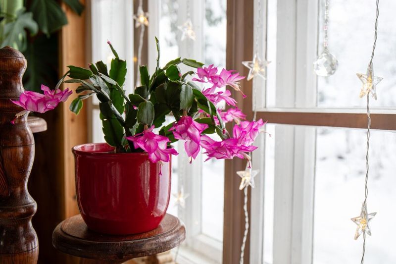 Arizona's Christmas Cactus Trend Is Back With Blooms Ready By Thanksgiving - Decor Hint Temperature Control for Arizona Growers