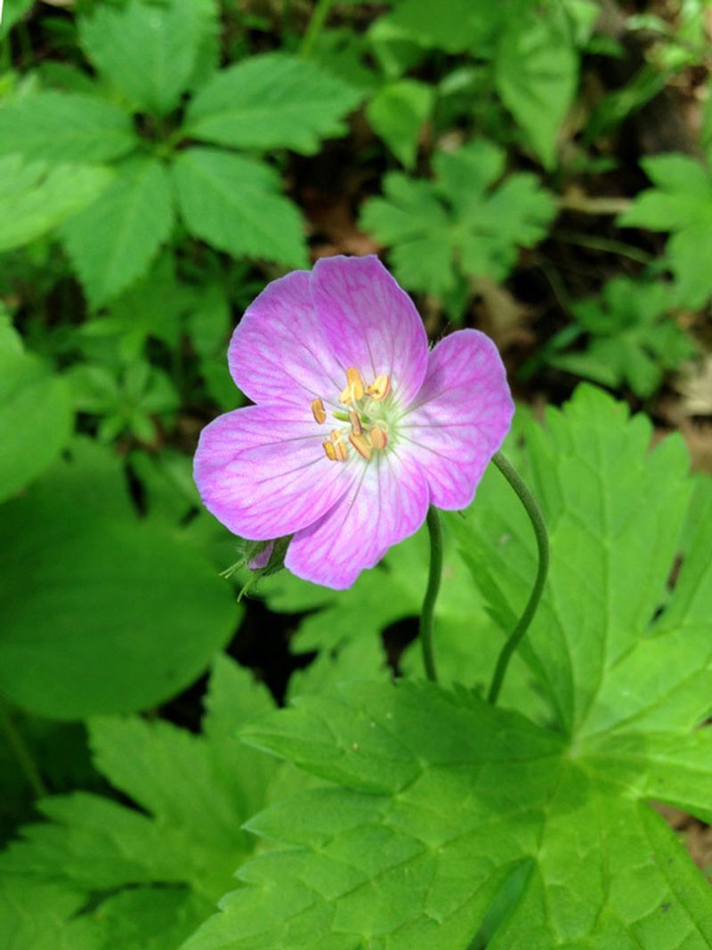 Wild Geranium