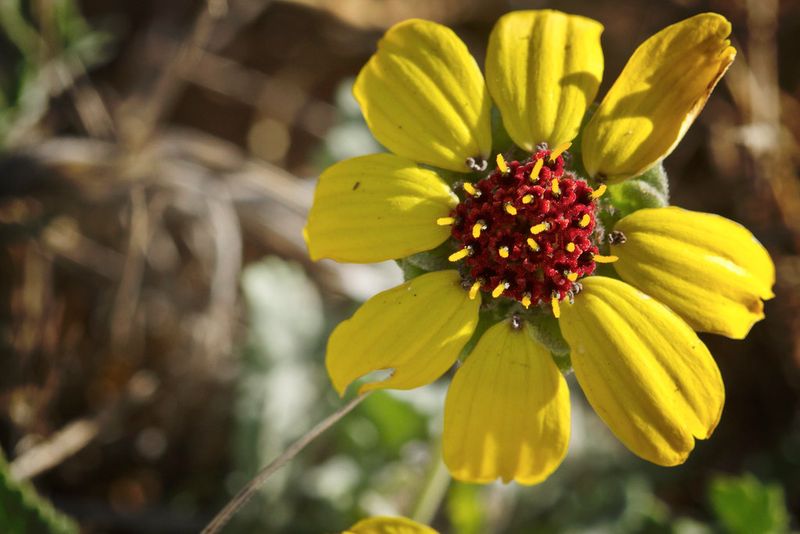 16 New Mexico Flowers That Thrive In The Desert Sun And Make Any Yard Look Luxurious - Decor Hint Chocolate Flower