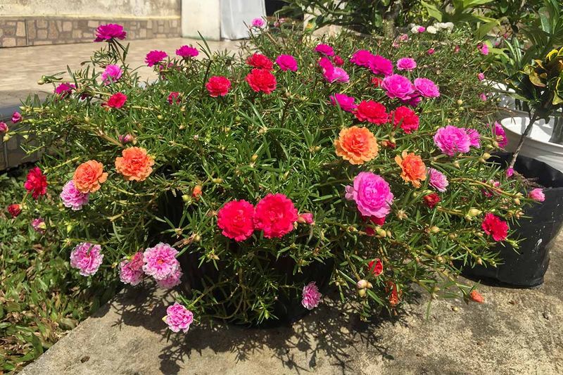 14 Texas Flowers That Survive The Heat And Make Any Yard Look Pricier - Decor Hint Portulaca