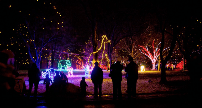 Fun Things To Do In Colorado This Thanksgiving Weekend - Decor Hint Zoo Lights at Denver Zoo