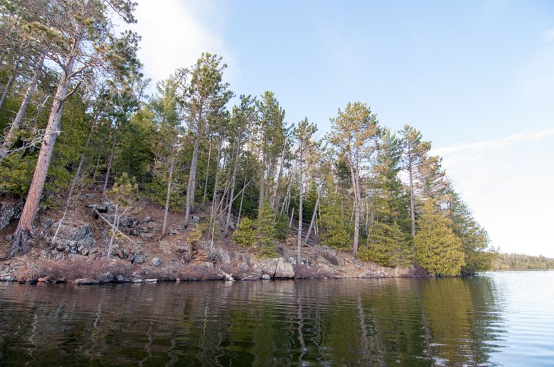 Towering Pine Forests Surrounding The Shoreline