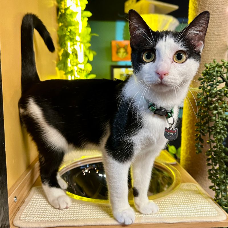 14 Asheville Holiday Feasts Perfect For A Relaxing Thanksgiving - Decor Hint Cats at Play Cafe Cozy Holiday Hangout