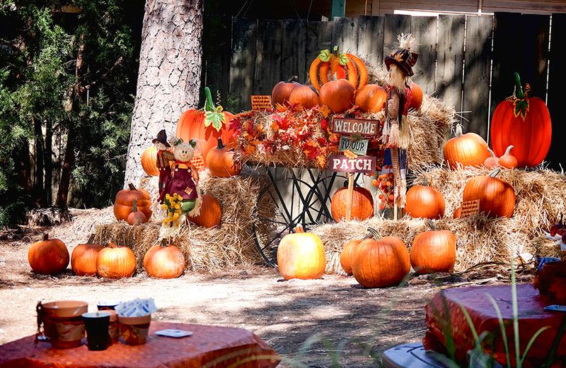Pumpkin Perfection at Stone Mountain's Fall Festival