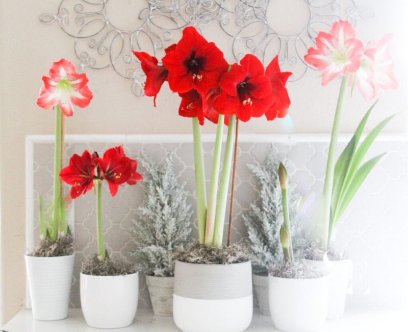 Tennessee's New Holiday Décor Trend Combines Christmas Cactus And Amaryllis For A Beautiful Indoor Look - Decor Hint Budget-Friendly Decorating Without Artificial Items