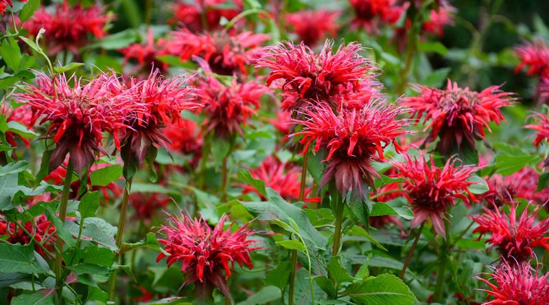 Bee Balm