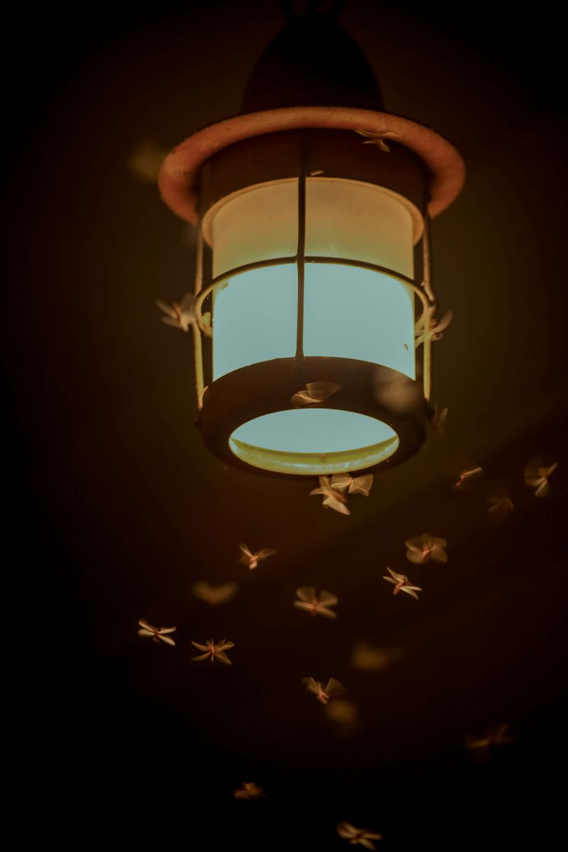 No Moth Hunting Under Street Lamps in Los Angeles