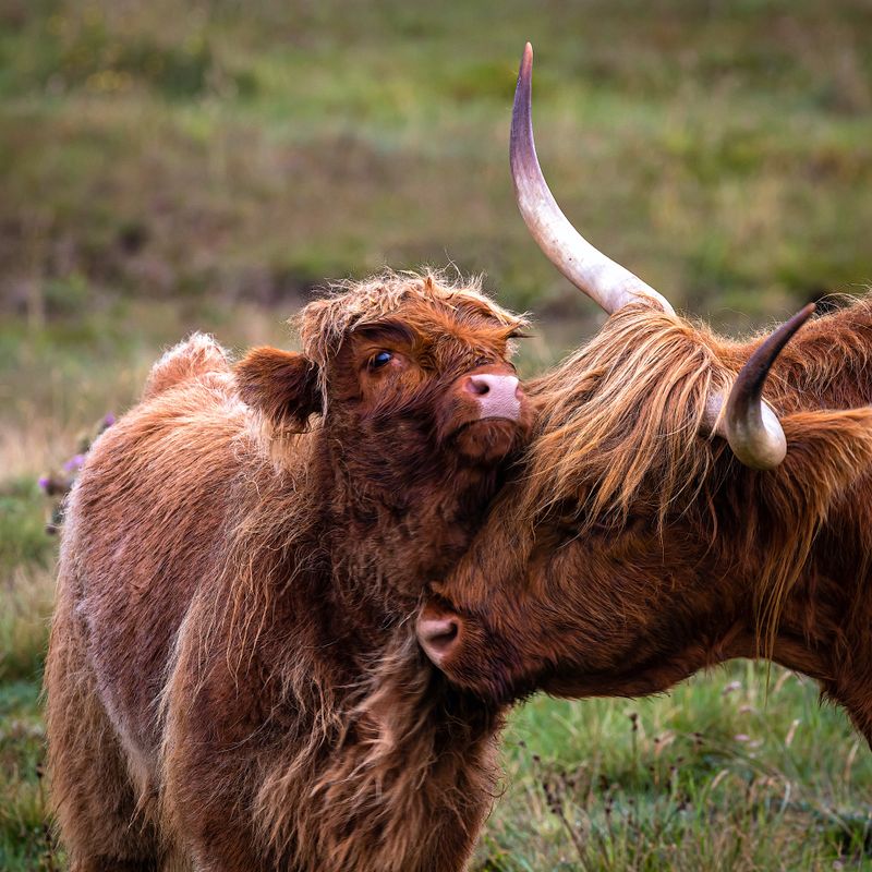 Animal Impersonation Prohibition