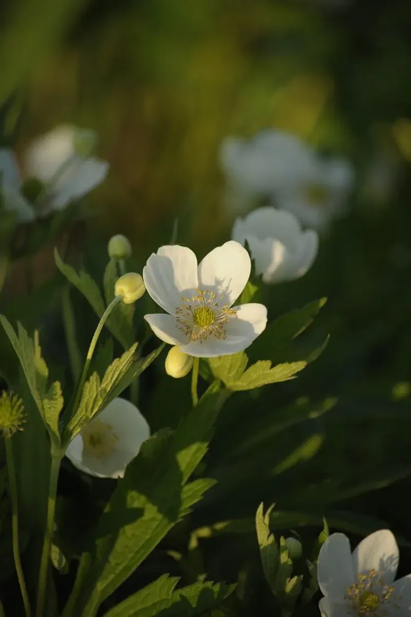 Meadow Anemone