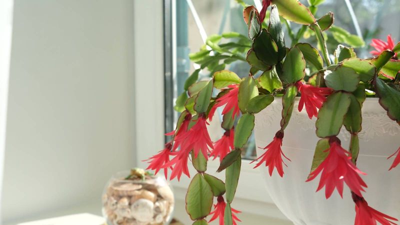 Finding the Perfect Light Spot