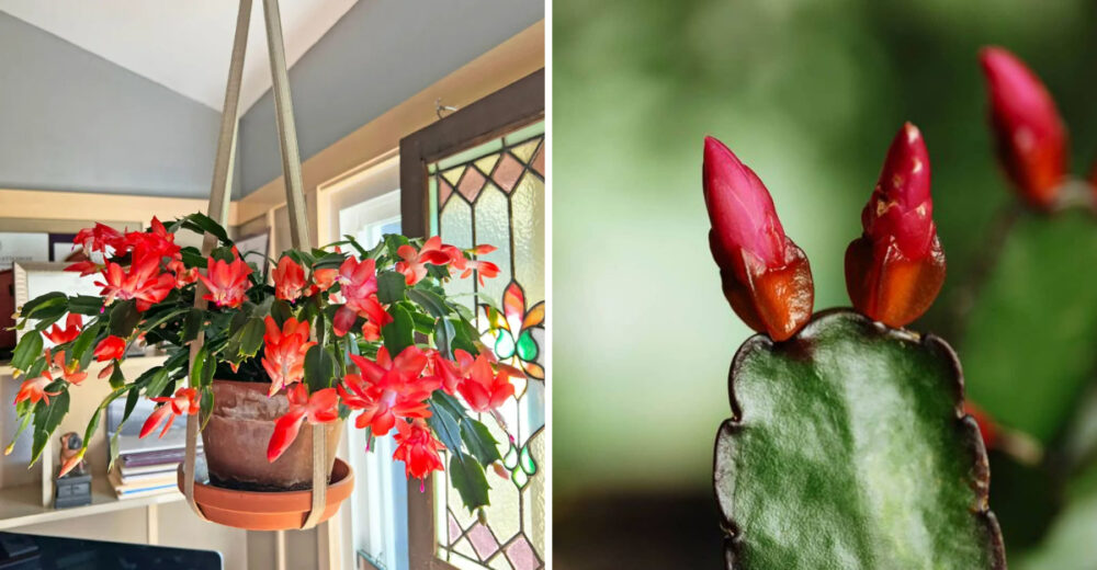 North Carolina Homeowners Share How To Keep Christmas Cactus Blooms Lasting - Decor Hint