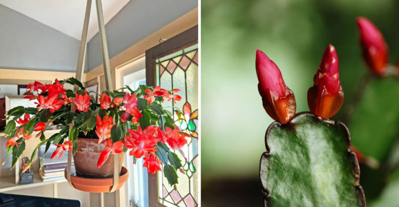 North Carolina Homeowners Share How To Keep Christmas Cactus Blooms Lasting