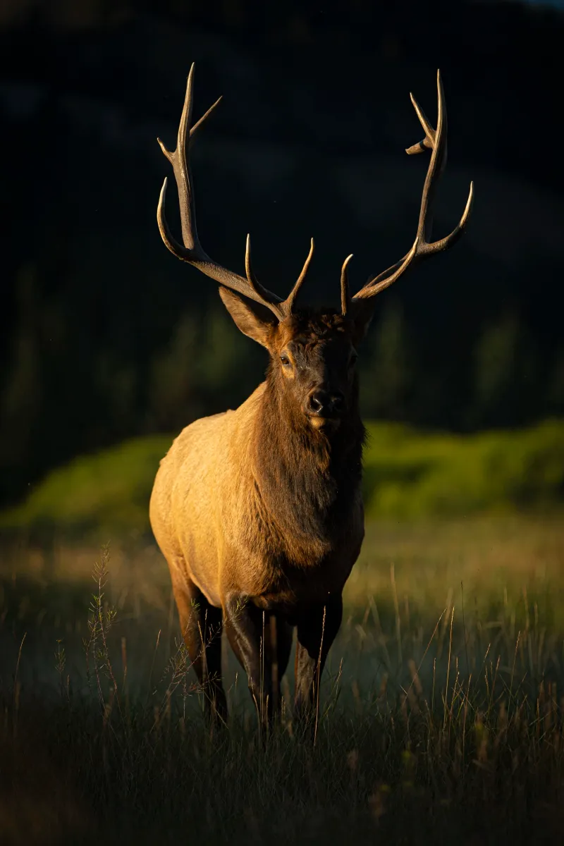 Elk Keep Ecosystems Healthy And Balanced