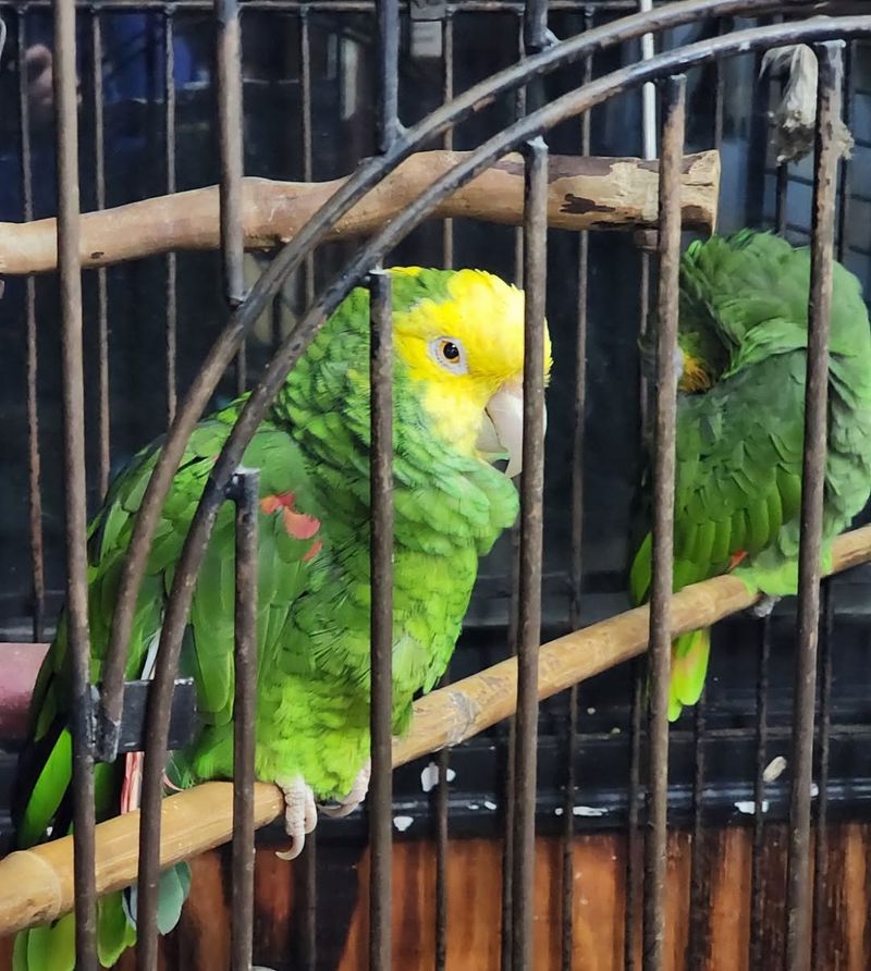 Rescued Exotic Birds In The Aviary