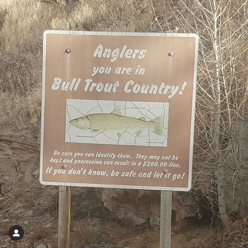 Fish That Fight Like Champions