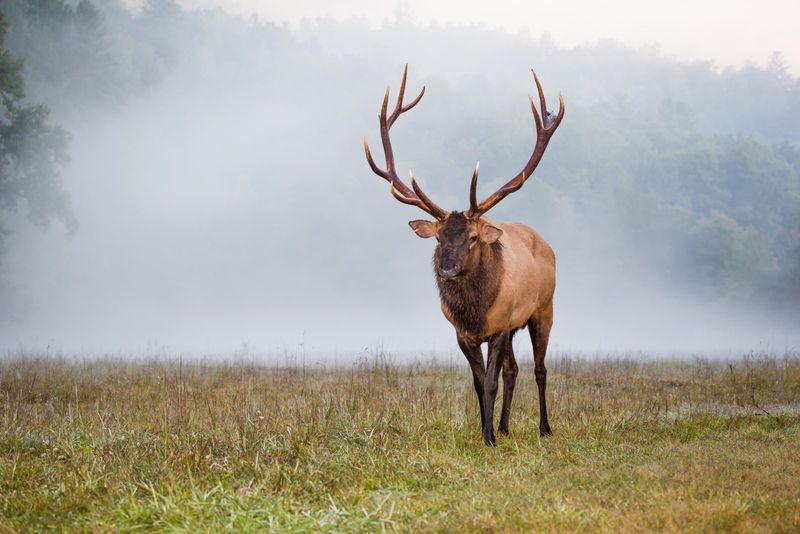 Old Mine Lands Became Perfect Elk Habitat