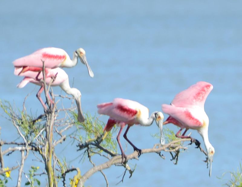 Rockport Coastal Birding Paradise