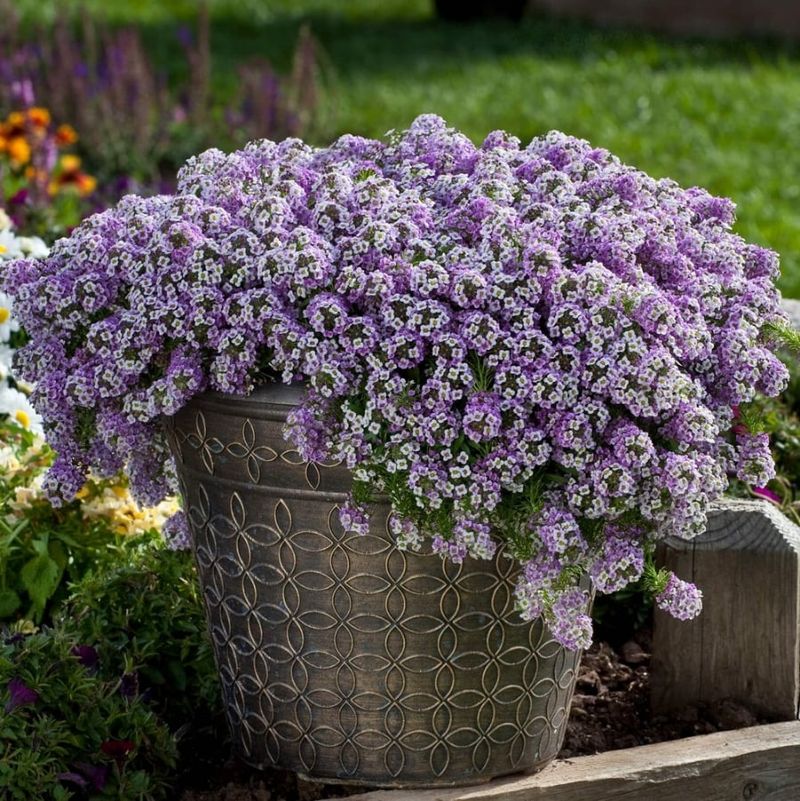 Hardy Arizona Flowers That Keep Blossoming When Temps Drop - Decor Hint Sweet Alyssum