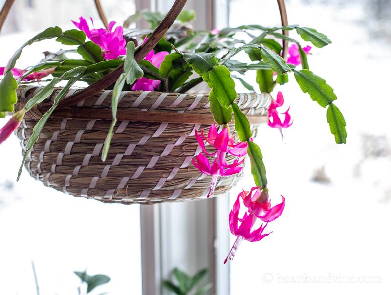 Scalloped Stems That Stand Apart