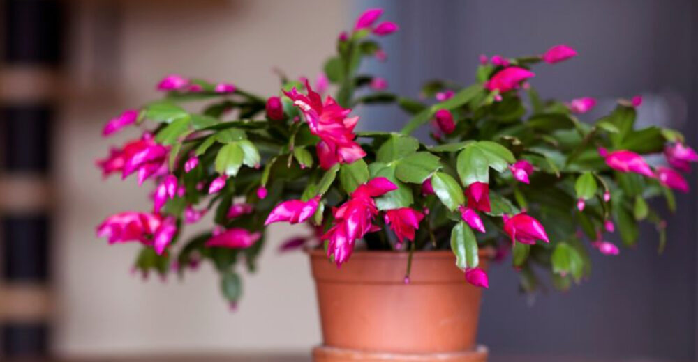 Pennsylvania Holiday Decor Must Have A Blooming Christmas Cactus That Outshines Poinsettias - Decor Hint