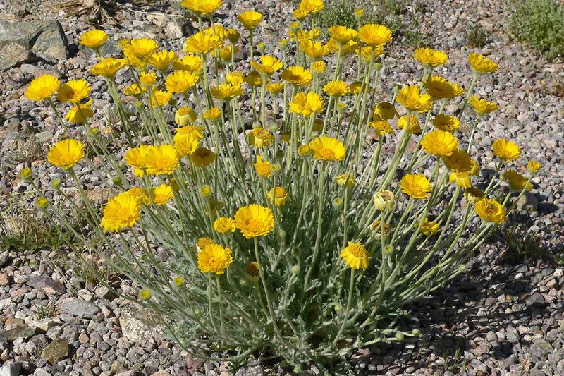 16 New Mexico Flowers That Thrive In The Desert Sun And Make Any Yard Look Luxurious - Decor Hint Desert Marigold